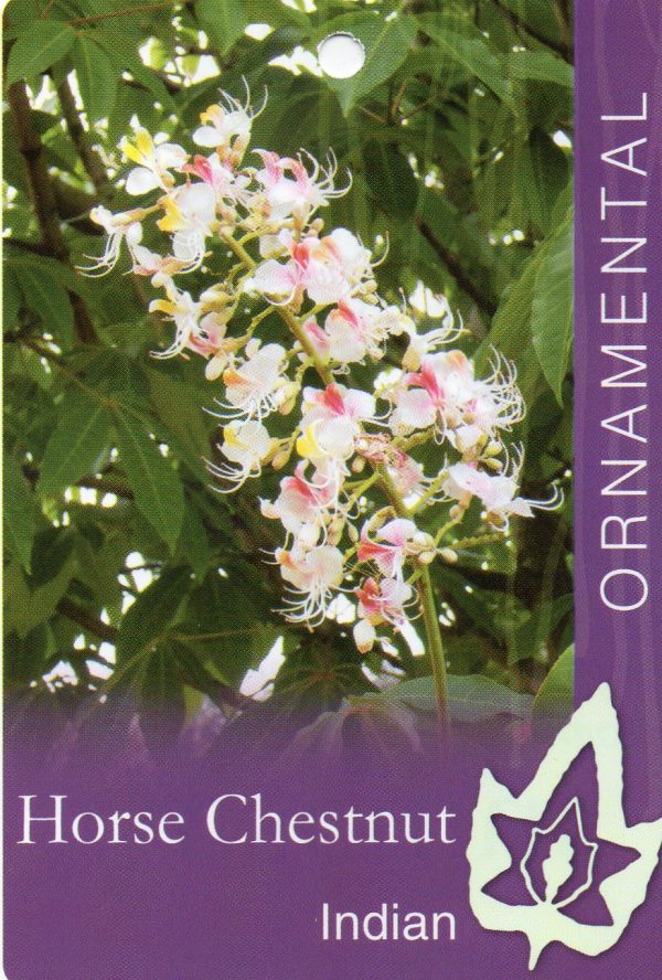 Aesculus indica - Indian Horse Chestnut - Image 2