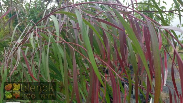 Agonis flexuosa 'Burgundy'