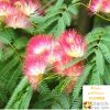 Albizia julibrissin - Persian Silk Tree - Image 3