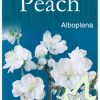 Prunus persica 'Alboplena' - White Flowering Peach
