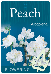 Prunus persica 'Alboplena' - White Flowering Peach