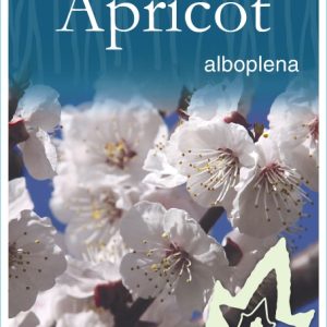 Prunus mume 'Alboplena' - Flowering Apricot