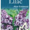 Syringa x hyacinthiflora 'Alice Eastwood' - Mauve Flowering Lilac