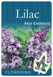 Syringa x hyacinthiflora 'Alice Eastwood' - Mauve Flowering Lilac