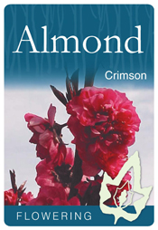Prunus amygdalus Purpurea - Crimson Flowering Almond