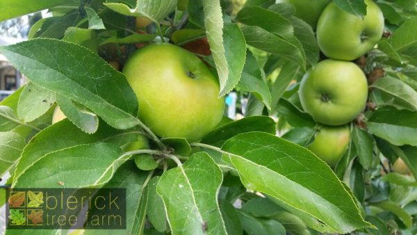 Apple - Bolero - Image 3