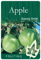 Apple– Granny Smith