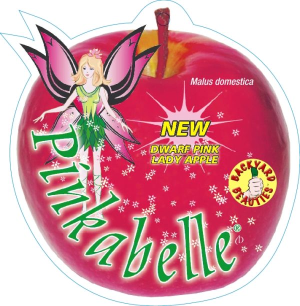 Apple - Pinkabelle (a dwarf pink lady apple) - Image 2