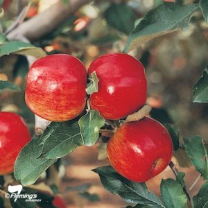 Apple - Jonathan