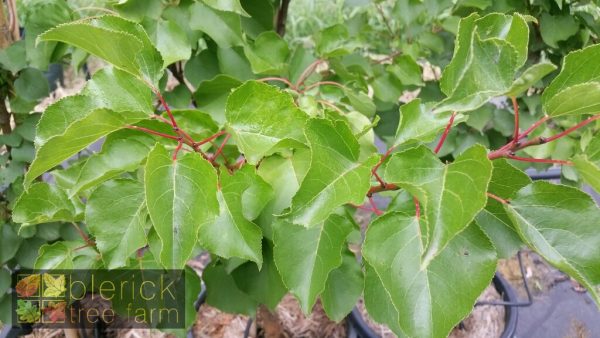 Apricot - Moorpark - Image 2