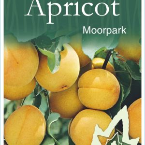 Apricot - Moorpark