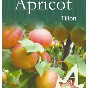 Apricot – Tilton