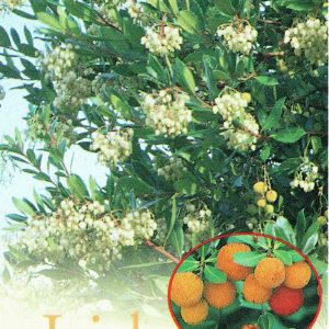Arbutus unedo - Irish Strawberry Tree