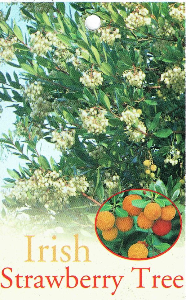 Arbutus unedo - Irish Strawberry Tree