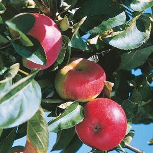 Apple - Charlotte