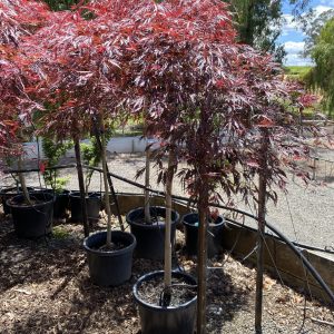 Acer palmatum dissectum atropurpureum - Red/Purple Weeping Japanese Maple