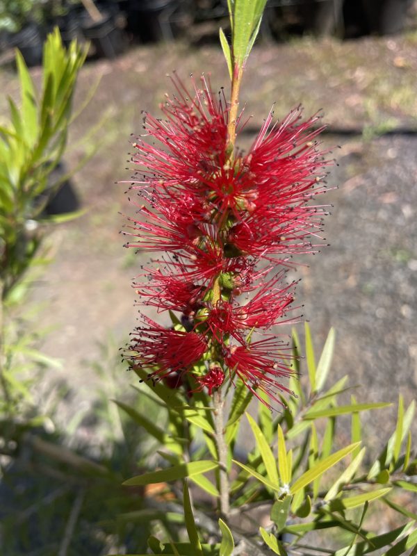 Callistemon viminalis 'Dawson River Weeper' - Image 2