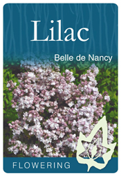 Syringa vulgaris 'Belle de Nancy' - Pink Flowering Lilac