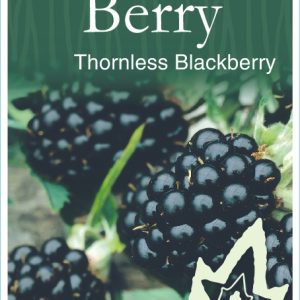 Berry – Thornless Blackberry