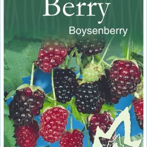 Berry – Boysenberry