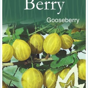 Berry – Gooseberry 'Captivator'