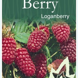 Berry - Loganberry Thornless