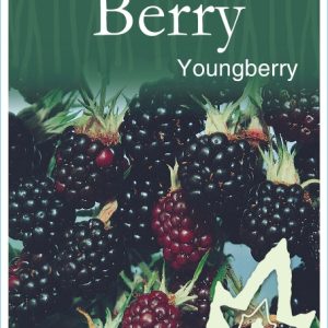 Berry – Youngberry
