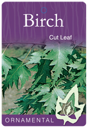Betula pendula dalecarlica - Cut Leaf Birch