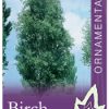 Betula pendula fastigiata- Pyramid Birch