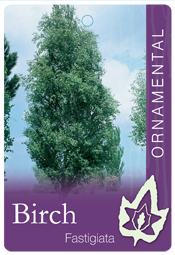 Betula pendula fastigiata- Pyramid Birch