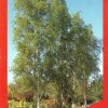 Betula pendula fastigiata- Pyramid Birch - Image 2