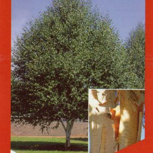 Betula utilis var. jacquemonti - Himalayan Birch