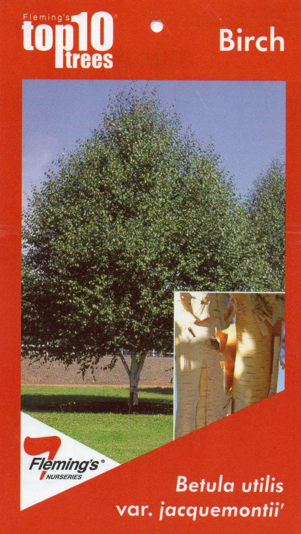 Betula utilis var. jacquemonti - Himalayan Birch