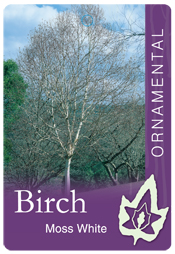 Betula alba 'Moss White'