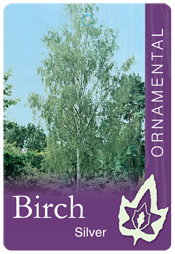 Betula pendula alba - Silver Birch