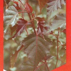 Betula populifolia x - Royal Frost