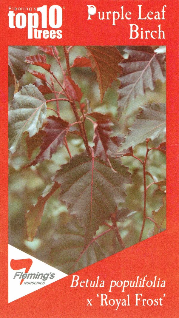 Betula populifolia x - Royal Frost