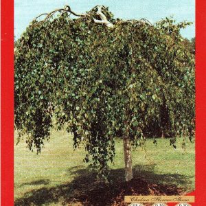 Betula pendula - Youngii - Weeping Birch