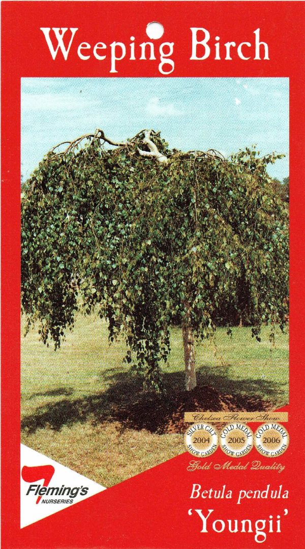 Betula pendula - Youngii - Weeping Birch