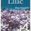 Syringa x hyacinthaflora 'Blue Hyacinth' - Mauve-Blue Flowering Lilac