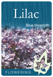 Syringa x hyacinthaflora 'Blue Hyacinth' - Mauve-Blue Flowering Lilac