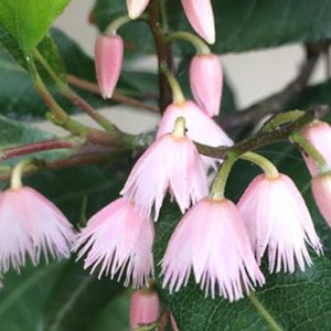 Elaeocarpus reticulatus - Blueberry Ash