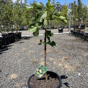 Fig – Preston Prolific