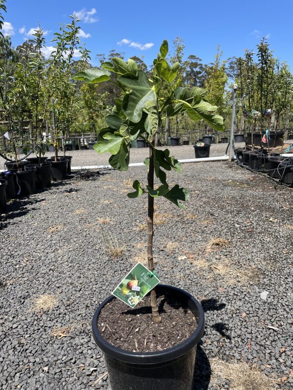 Fig – Preston Prolific