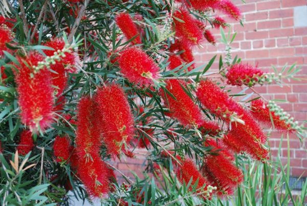 Callistemon 'Kings Park Special'