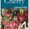 Prunus campanulata - Flowering Cherry