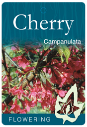 Prunus campanulata - Flowering Cherry