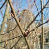 Carpinus betulus fastigiata - Upright Hornbeam - Image 3