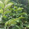Carpinus betulus fastigiata - Upright Hornbeam - Image 2