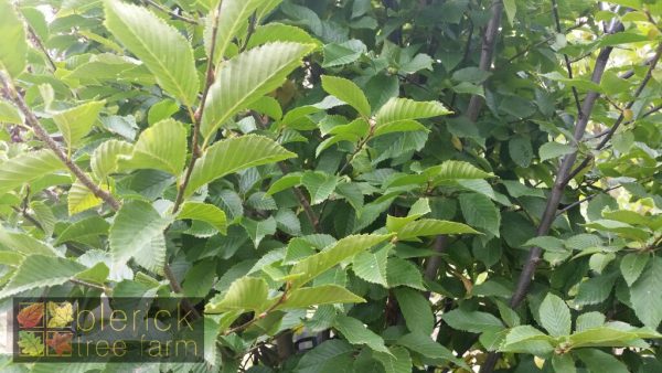 Carpinus betulus fastigiata - Upright Hornbeam - Image 2